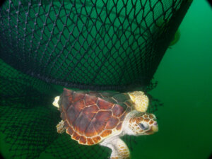 Loggerhead (Photo: NOAA)