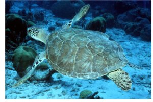 Green (Photo: Andy Bruckner, NOAA)