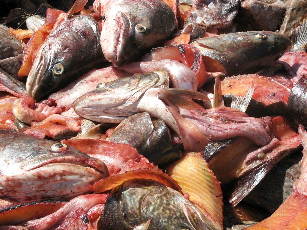 Strategic Offal Discharge