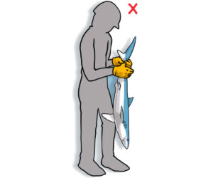 DO NOT lift the animal by its head or tail, as this can severely damage the spinal cord (Poisson et al, 2012)