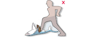 DO NOT yank or push the animal sharply. (Poisson et al, 2012)